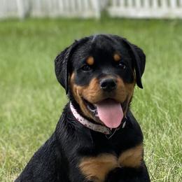 Gray - Rottweiler puppy in Eaton Rapids, Michigan from The Rottweiler Haus
