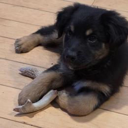 Rogue - Black tri-color male Australian Shepherd puppy in Solon, Maine from Mountain Range Australian Shepherds