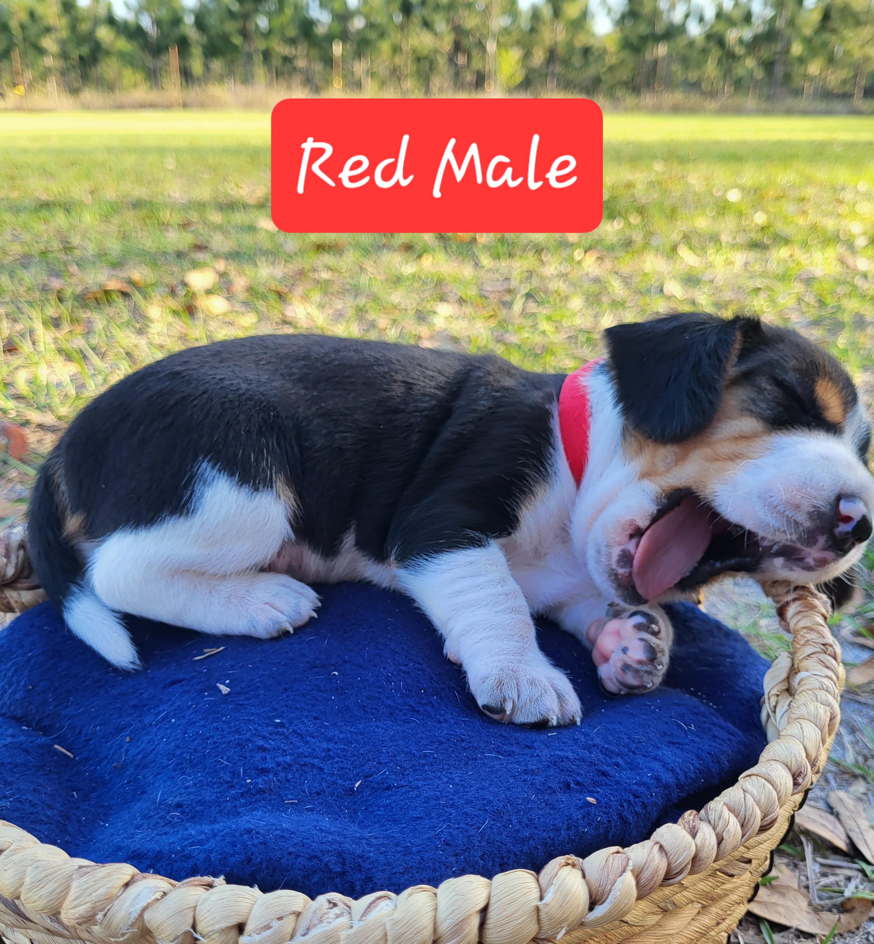 Beagle Puppies from Pridgeon Beagles