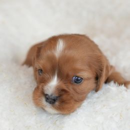 Cavalier King Charles Spaniel Puppies from Diamond Rose Cavalier LLC