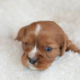 Cavalier King Charles Spaniel Puppies from Diamond Rose Cavalier LLC