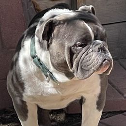 Elvis - Bulldog