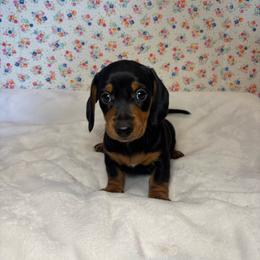 Jack - Black and tan male Dachshund puppy in Mountain Grove, Missouri from Happy Hounds