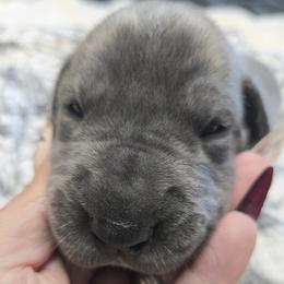 Twix - Blue brindle female Great Dane puppy in Albany, Oregon from Red Cloud Australian Shepherds and DeGray Great Danes & Bulldogs