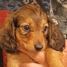 Amy (Heavily Shaded Red) - Red female Dachshund puppy in Frankfort, Kentucky from Gigi's Dachshunds