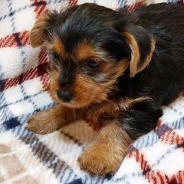 Yorkshire Terriers from Tammy's Yorkies
