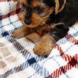 Yorkshire Terriers from Tammy's Yorkies
