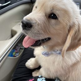 Golden Retriever Puppies from Ruff Life Goldens