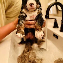 Bernese Mountain Dog Puppies from J & J Meadows