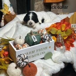 Black collar - Parti male Goldendoodle puppy in Sanderson, Florida from Serenity Goldendoodles