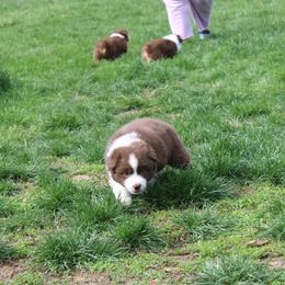 Australian Shepherd Puppies from Starlit Grove Australian Shepherds