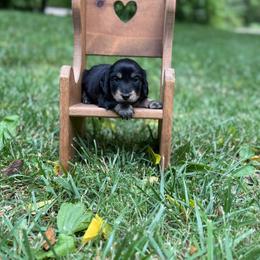 Tank - Black and cream male Dachshund puppy in Squires, Missouri from Hudson’s Hounds