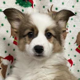 Basil - Pembroke Welsh Corgi puppy from Triple T Corgis