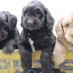 Australian Labradoodle Puppies from AKAs Doodles and Poodles, LLC