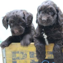 Australian Labradoodle Puppies from AKAs Doodles and Poodles, LLC
