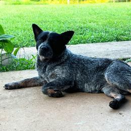 Rose - Australian Cattle Dog