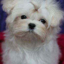Maltese, Morkies, and Yorkshire Terriers from Little Luv's Yorkies and Maltese
