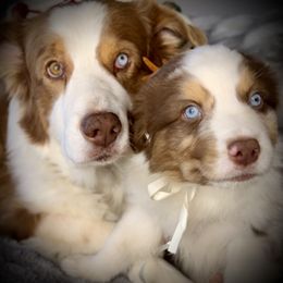 Upton O'Good-tail, blue eyes likely - Red merle male Australian Shepherd puppy in Penrose, Colorado from Best Friend Aussies