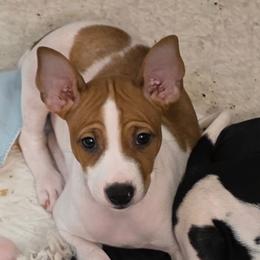 Michael - Red white and sable male Rat Terrier puppy in Conroe, Texas from Poem's Haven Rat Terriers..AKA Mysthaven Rat Terriers