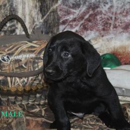 Labrador Retriever Puppies from Copper Creek Outfitters and Kennel