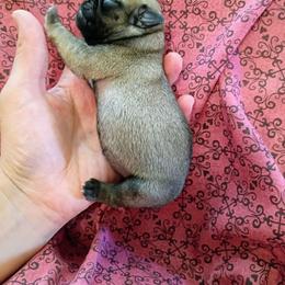 Fawn girl - Fawn female Pug puppy in Fall Creek, Wisconsin from Heartville Pugs