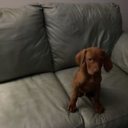 Dandy - Golden rust male Vizsla puppy in Old Town, Florida from Foxfire Vizslas