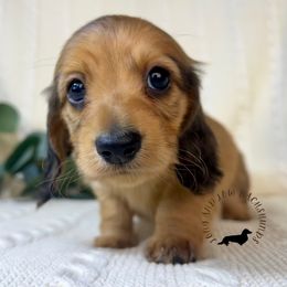 Shaded Red - Red female Dachshund puppy in Nampa, Idaho from Long_and_Low_Dachshunds