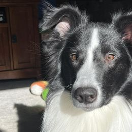 Old Time Scotch Collies and Scottish Collies from Sgàil Scottish Collies