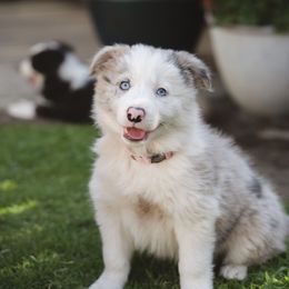 Molly - Slate merle female Border Collie puppy in Fresno, California from Alpine Tails