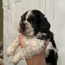 Roxy - Black and white female Cocker Spaniel puppy in Sautee Nacoochee, Georgia from Candy's Cockers