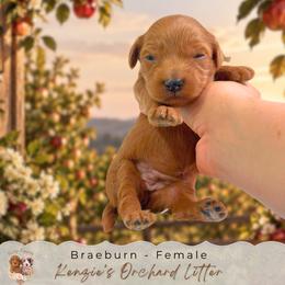 Braeburn - Red  female Goldendoodle puppy in Norcross, Georgia from Teddy Puppies