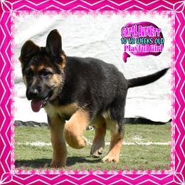 CAROL BURNETT - Black and red female German Shepherd puppy in Murrieta, California from Diamond Oaks German Shepherds