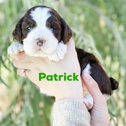 English Springer Spaniel Puppies from Starshine Puppies
