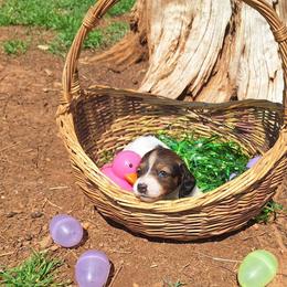 Kelly - Piebald female Dachshund puppy in Liberty, North Carolina from Heavenly Doxies
