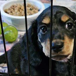 Dachshunds and Toy Fox Terriers from Chipworth Kennels