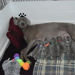 Weimaraner Puppies from Platinum Weimaraners