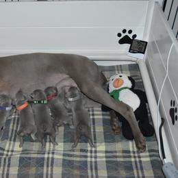 Weimaraner Puppies from Platinum Weimaraners