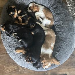 Cavalier King Charles Spaniel Puppies from Stargazer Cavaliers