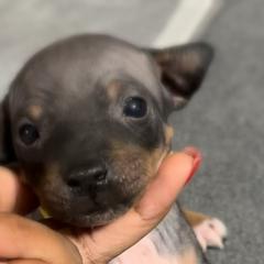 Yellow Boy - Black tan and white American Hairless Terrier puppy in Atlanta, Georgia from Royal Flush Kennels