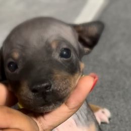 Yellow Boy - Black tan and white American Hairless Terrier puppy in Atlanta, Georgia from Royal Flush Kennels