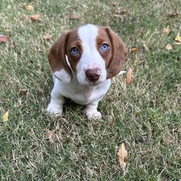 Dachshund Puppies from Dachshunds of Bunch