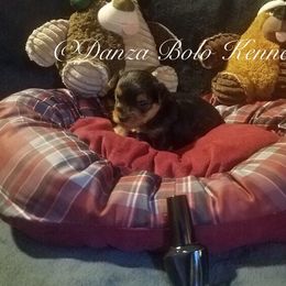 Yorkipoo and Yorkshire Terrier Puppies from Danza Bolo