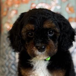 Nantucket - Tri-color male Cavapoo puppy in Beckley, West Virginia from By Design Doodles