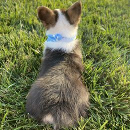 Pembroke Welsh Corgi Puppies from Cactus Corgis