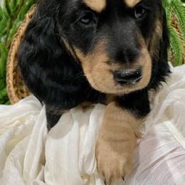 Dachshund Puppies from Down The Hill Potterdale