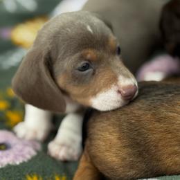 Isabella and Tan boy - Fawn (isabella) and tan male Dachshund puppy in Johnson, Vermont from RBP Dachshunds