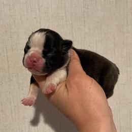 Diva - Seal brindle and white female Boston Terrier puppy in Purdy, Missouri from Shotgun Pups
