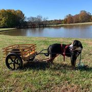 Rizzo - Greater Swiss Mountain Dog