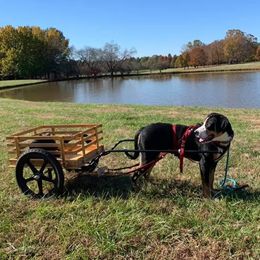 Rizzo - Greater Swiss Mountain Dog