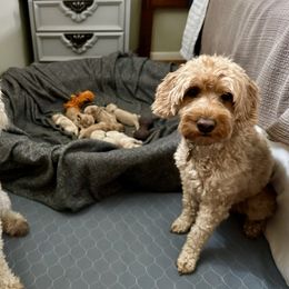 Goldendoodle Puppies from Lykeable Farms